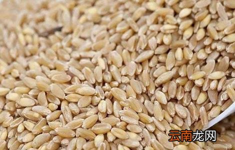 小麦种子播种前处理