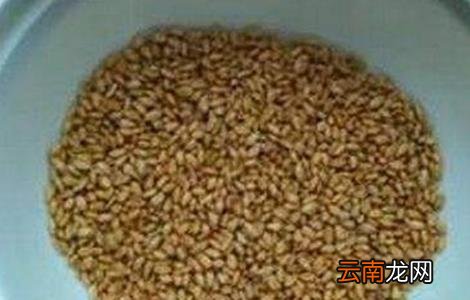 小麦种子播种前处理