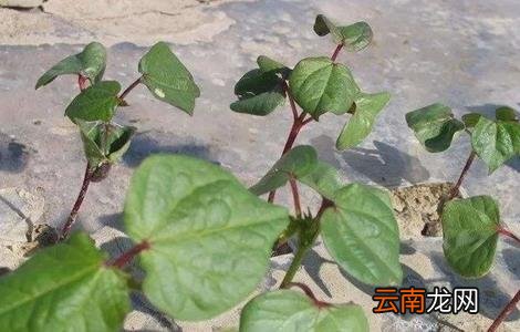 棉花大小苗是怎么造成的