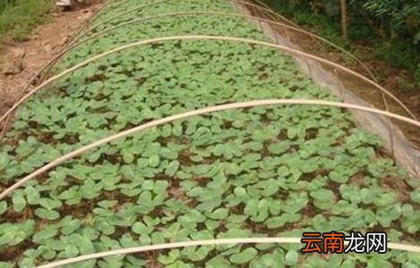 棉花大小苗是怎么造成的
