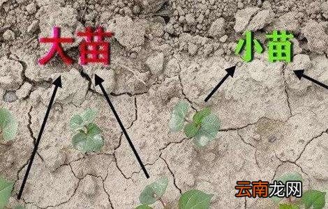 棉花大小苗是怎么造成的