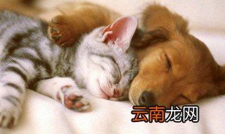 养猫与养狗的区别 从日常相处来看