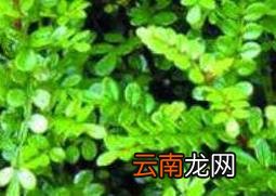 清香木如何养殖 清香木的养殖方法和注意事项