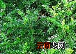 清香木如何养殖 清香木的养殖方法和注意事项