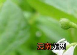 龙葵花的功效与作用 龙葵花像什么