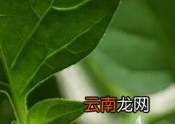 龙葵花的功效与作用 龙葵花像什么