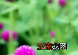 千日红的功效与作用 千日红泡水喝的禁忌