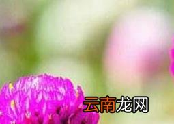 千日红的功效与作用 千日红泡水喝的禁忌