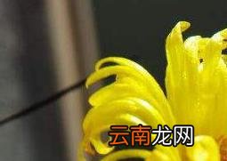 佛手花的功效与作用 佛手花的药用价值