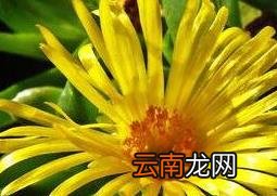 佛手花的功效与作用 佛手花的药用价值