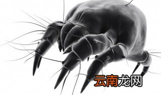 室内怎样杀虫和预防 怎样杀虫和预防