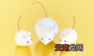 室内灭鼠的关键是什么 室内灭鼠的关键