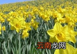 水仙花的功效与作用 水仙花的药用价值