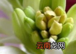 夜来香的功效与作用