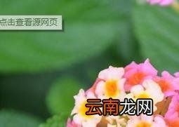 五色梅的功效与作用