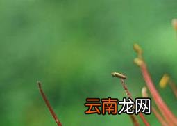 红花石蒜图片 红花石蒜的品种|栽培方法|观赏价值