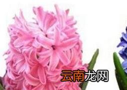 风信子怎么养 风信子的养殖方法