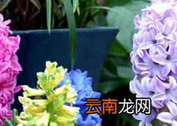 风信子怎么养 风信子的养殖方法