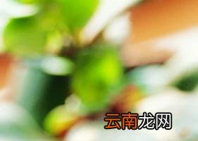 茶与健康 每天都喝什么茶好