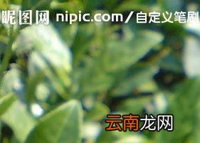 普洱是红茶吗 普洱茶分为哪几类
