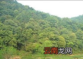 龙井茶原产地