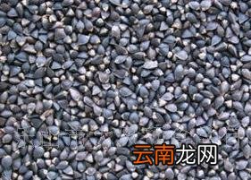 黑苦荞茶产地和功效作用