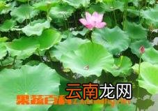 荷叶茶的副作用