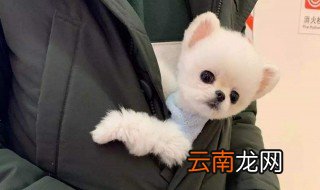 怀里像揣了只兔子的意思 出处是哪的