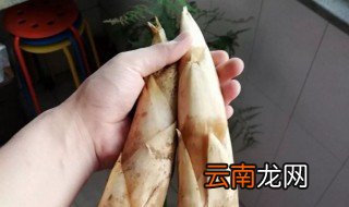 挖鞭笋技巧 挖鞭笋六大方法