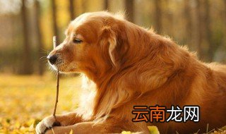 北京狗市场在哪里 有这几个