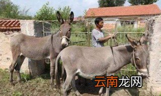养驴挣钱为什么没人养 你知道答案了吗