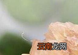 雪蛤的功效与作用 雪蛤的食用方法及禁忌