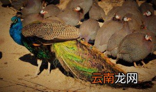 养孔雀赚钱吗 任何养殖都有风险
