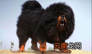 九狗一獒是怎么回事 古文中早有记载