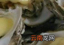 生蚝怎么吃最好 生蚝的食用方法技巧