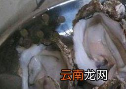 生蚝怎么吃最好 生蚝的食用方法技巧