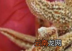 海星泡酒的功效与作用 吃海星泡酒的好处