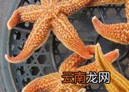 海星泡酒的功效与作用 吃海星泡酒的好处