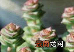 钱串子图片 钱串子养殖方法详解