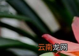 凤梨花图片 凤梨花的养殖方法