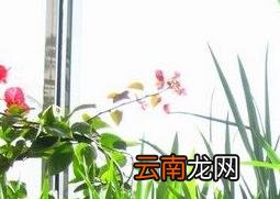 香雪兰什么时候种 香雪兰的种植技巧和注意事项