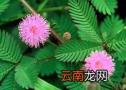 含羞草的养殖方法 含羞草的花语