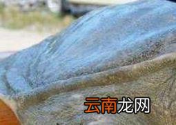 野生甲鱼和养殖甲鱼的区别