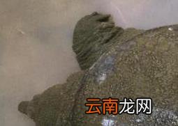 野生甲鱼和养殖甲鱼的区别