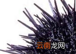 活海胆怎么保存 活海胆保存方法