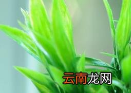 开运竹的养殖方法与注意事项