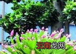 量天尺嫁接蟹爪兰方法教程