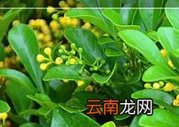 水培米兰花的养法