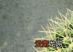 多肉金琥繁殖方法及注意事项