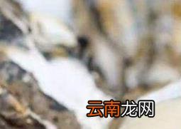 牡蛎怎么吃 牡蛎哪些部位不能吃